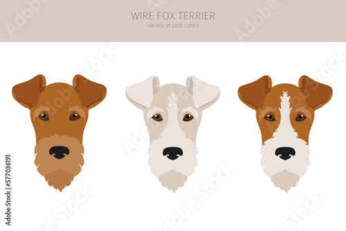 Wire fox terrier clipart. Different poses, coat colors set