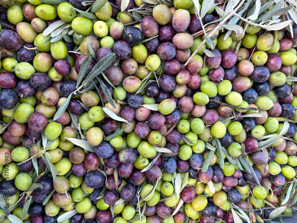 ripe green and black olive fruits with leaves and tree branches ripe green and black olive fruits with leaves and tree branches