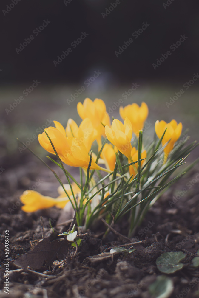 Obraz premium yellow crocus flowers