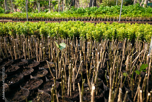 Lots of cuttings planted in pots at a plant nursery. Shrub stems growing in a hothouse for retail