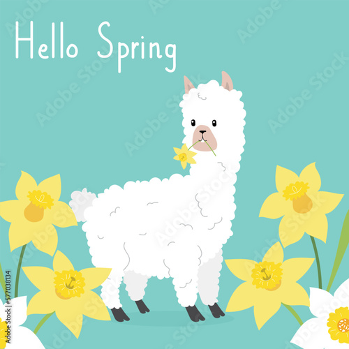 Hello spring card with alpaca. Vector illstration of cartoon animal with narcissus 