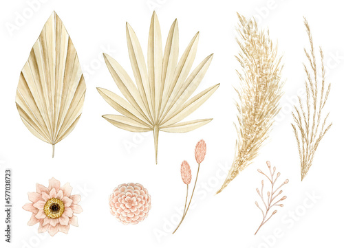 Watercolor illustration set with pampas grass, palm dry leaves and flowers. Isolated on transparent background. Hand drawn clipart. Perfect for card, postcard, tags, invitation, printing, wrapping. photo