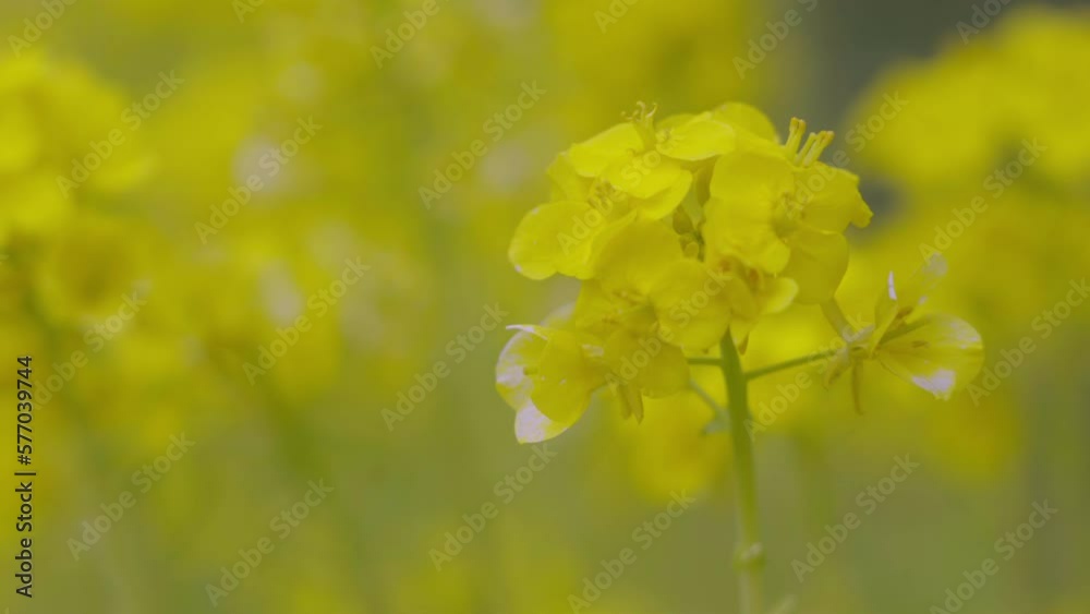 風に揺れる菜の花 風に揺れる菜の花
