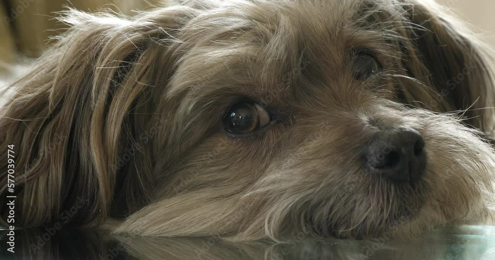 Havana Silk Dog or Havanese Bichon Dog, Portrait of Female Moving Head , Real Time 4K Havana Silk Dog or Havanese Bichon Dog, Portrait of Female Moving Head , Real Time 4K