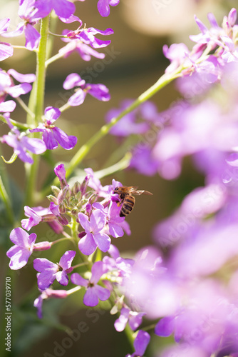 A bee on a flowering matiola © Mallivan