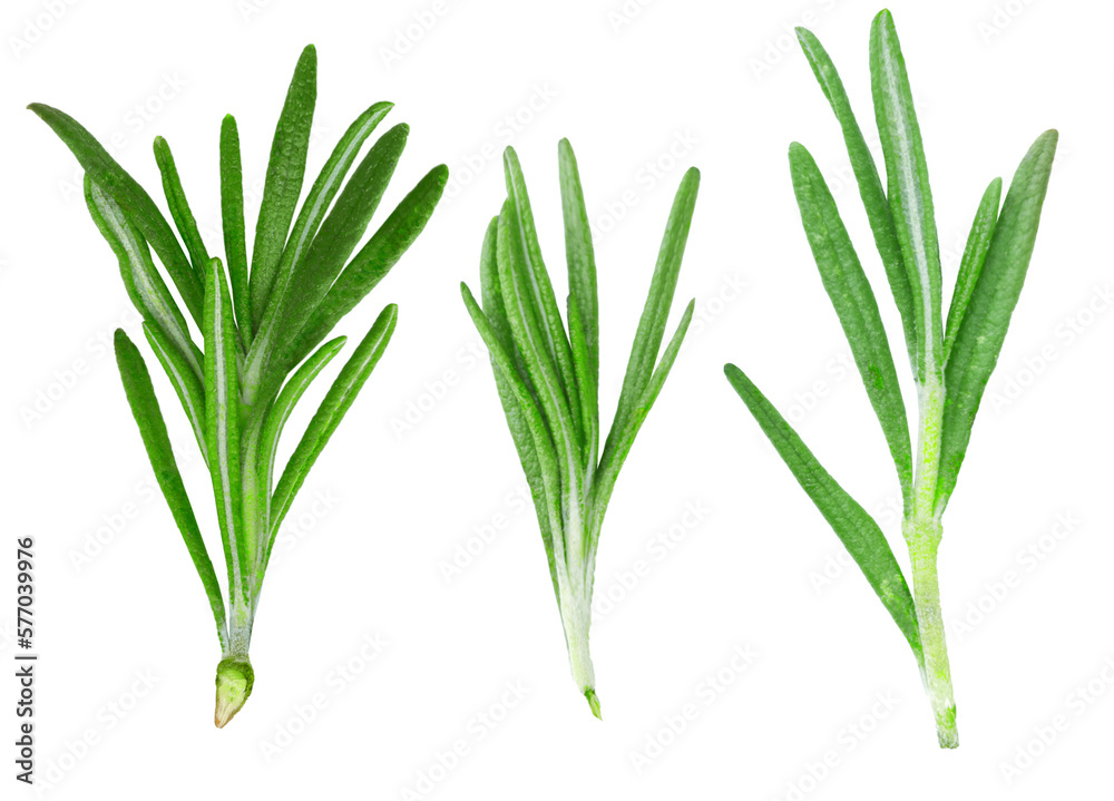 Rosemary isolated or Green herbs isolated. PNG transparency Rosemary isolated or Green herbs isolated. PNG transparency