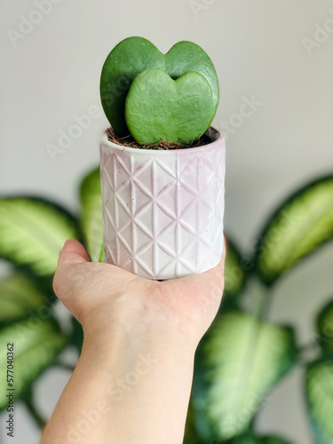 Hoya Kerrii Heart Shaped Plant In The Small Planter Pot, Holding in the Hand photo