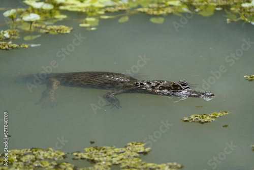  Spectacled caiman  Caiman crocodilus   Alligatoridae family  also known as the white caiman or common caiman  is a crocodilian reptile found in much of Central and South America.
