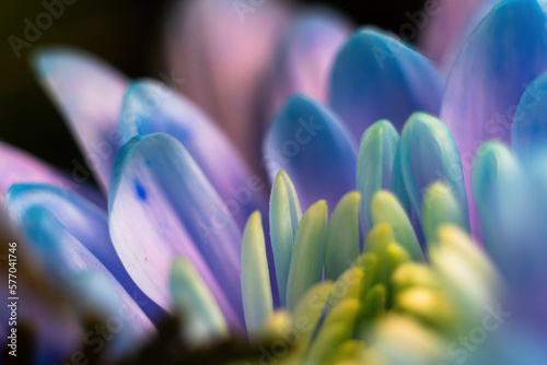 Close-up, petals of chrysanthemum flowers. Gentle pastel colors, emerald, blue and purple, green and yellow shades. Selective focus. The concept of background wallpaper. Blur.
