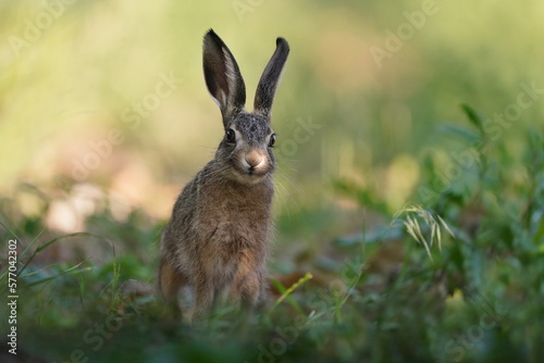 Closeup portrait of a cute bunny. European hare in the nature habitat.  © Monikasurzin