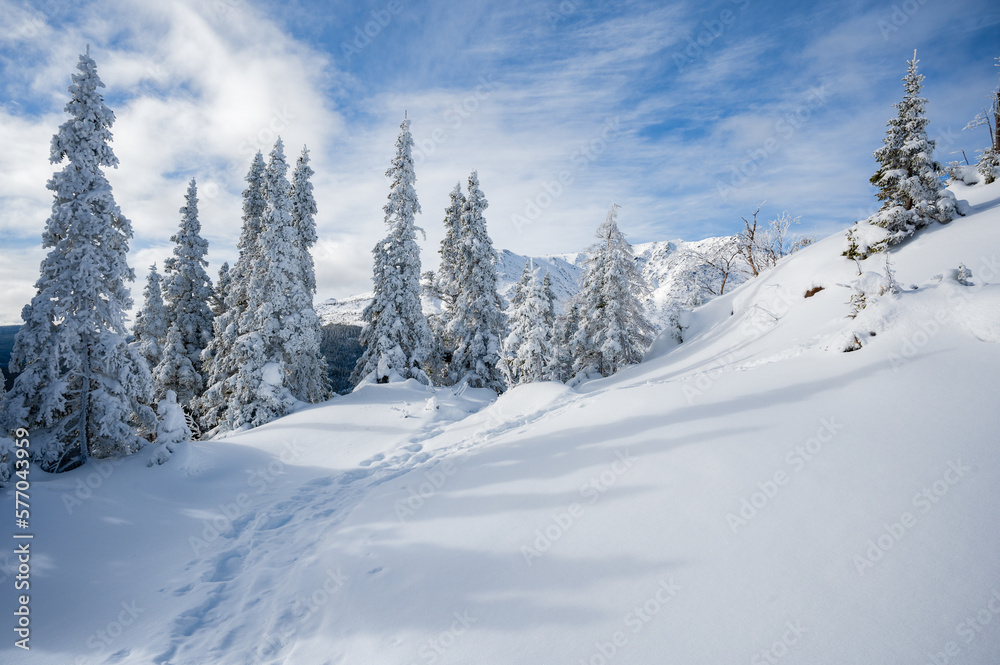 Fototapeta premium Wonders of Gaspesie national park, snowshoeing trail leading to Olivine mountain on a nice winter day, QC, Canada 