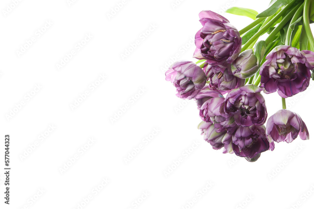 Flowers isolated on white background, space for text