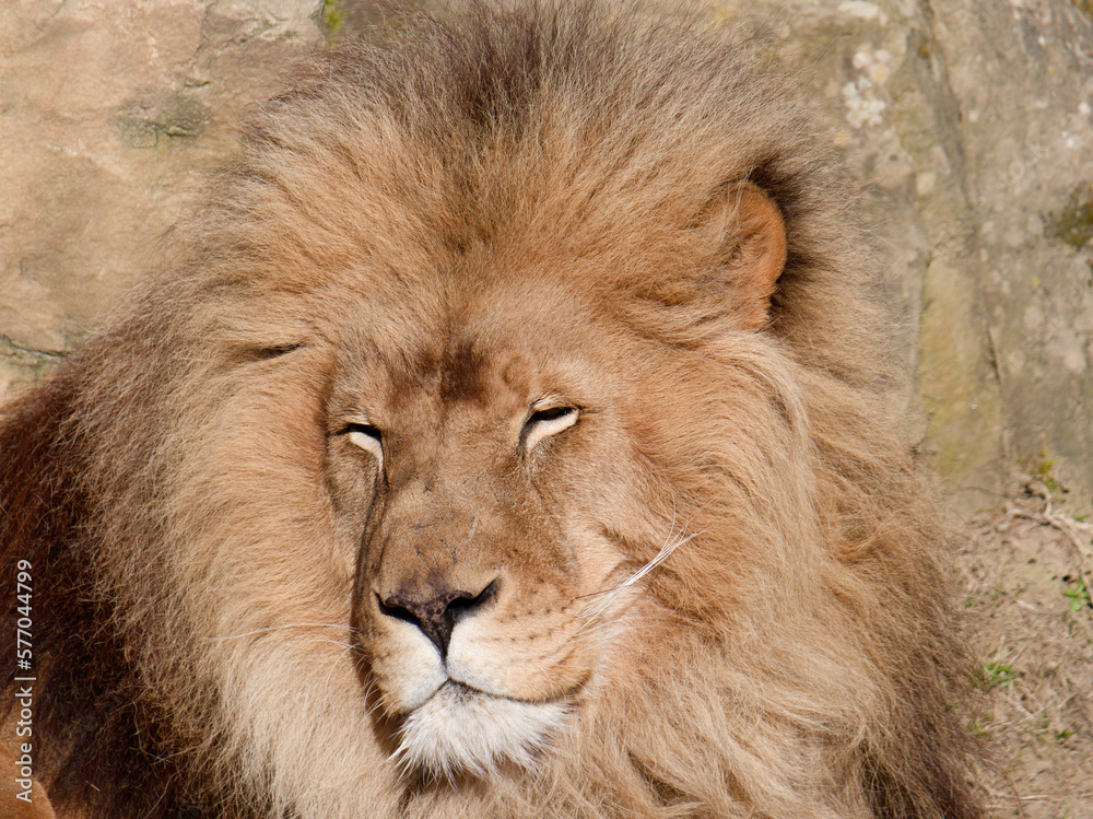 portrait of a Lion male resting in the sun