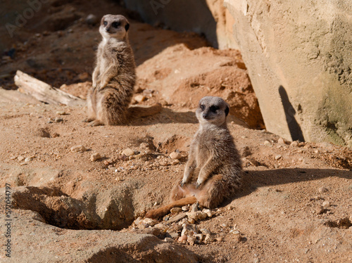 two meerkat sit under the sun © Aurlie