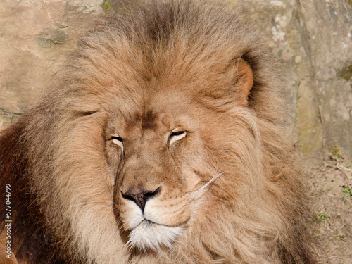 portrait of a Lion male resting in the sun © Aurlie