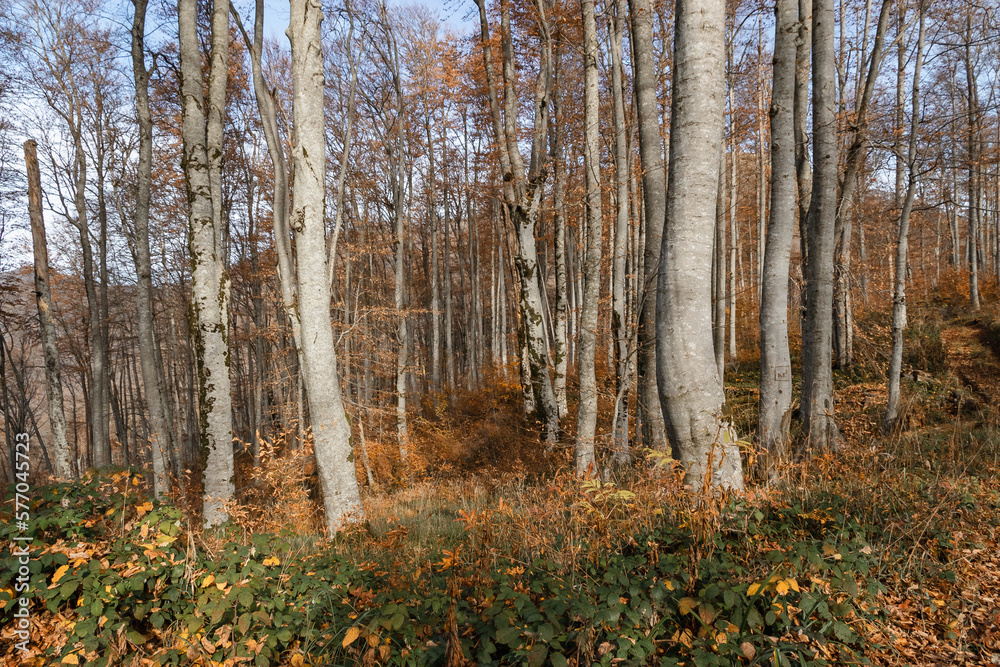 Fototapeta premium Amazing forest with bright foliage. Journey. Autumn landscape with autumn leaves and warm light illuminating the golden foliage. A bright autumn forest under a blue sky. Autumn landscape. 