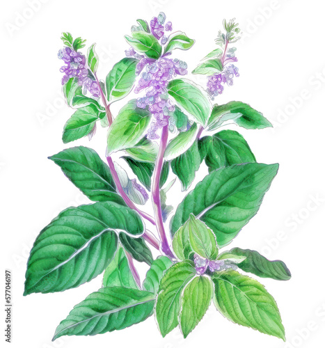 Holy basil  Ocimum tenuiflorum  medicinal plant with flowers isolated on white background. Generative AI watercolor illustration