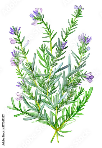 Rosemary branchlets with flowers isolated on white background. Generative AI watercolor illustration. photo