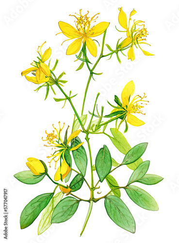 St. John's wort medicinal plant isolated on white background. Generative AI watercolor illustration