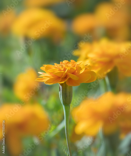 marigold flower under the warm light of sunbeam in morning. beautiful yellow flowers in the garden for creating the flower background. spring border or background art with yellow blossom.