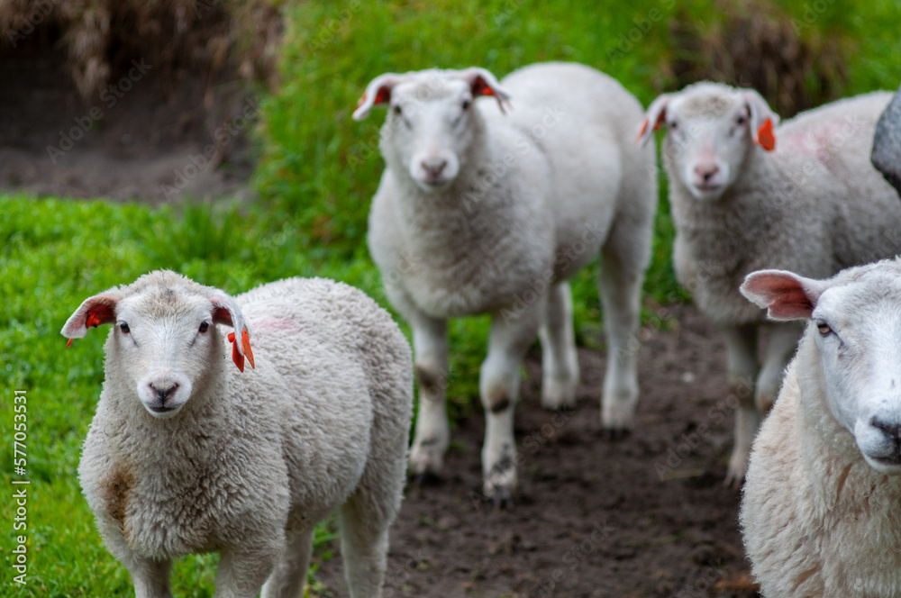 Sheep family walking to fjord mountains in North of Norway at moody summer day Sheep family walking to fjord mountains in North of Norway at moody summer day