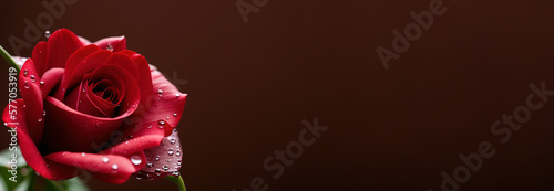 Red Rose flower with rain d...