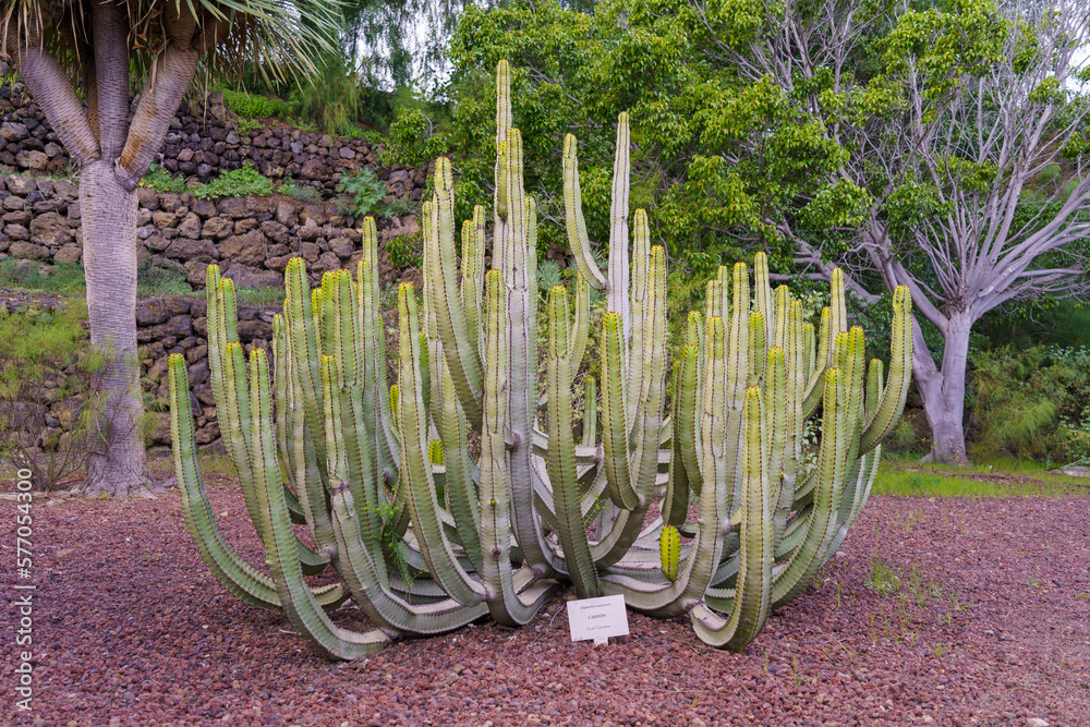 Φωτογραφία Canary Island spurge in the garden of the Pyramids of Güímar