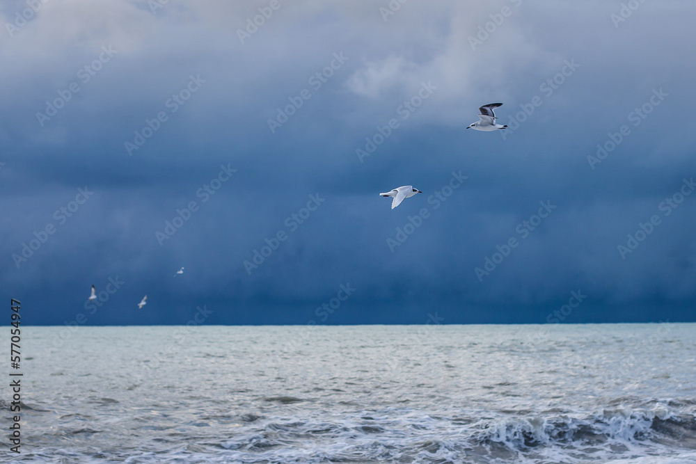 Seagulls flying over heavy storm waves on the muddy Black Sea. Huge waves under cloudy skies. Dramatic stormy weather
