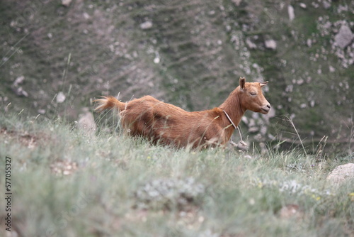 Fototapeta Naklejka Na Ścianę i Meble -  goat in the mountains