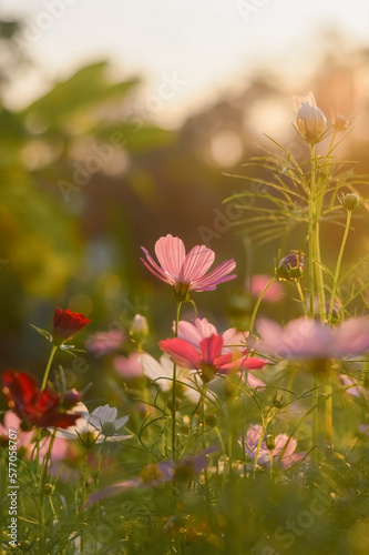 Fototapeta Naklejka Na Ścianę i Meble -  Pink cosmos flower in the garden with sunset time