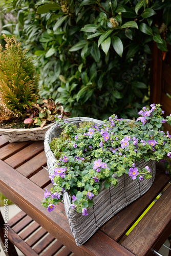 Blumen Pflanzen auf einem Holzbrett 