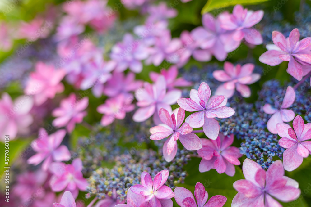 Purple Hydrangea flower in the garden Purple Hydrangea flower in the garden