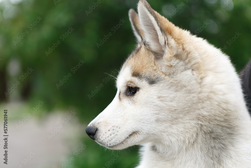Obraz premium Portrait of purebred Siberian husky puppy outdoor. Adorable young sled dog profile