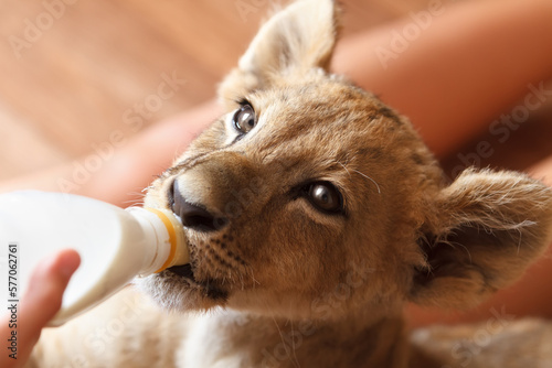 Foto Lion cub drinking milk from a bottle