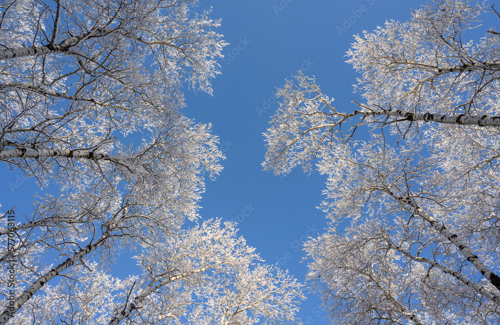 Looking straight up into a clear blue sky with frost covered aspen trees leaning towards the center of the frame.
Looking straight up into a clear blue sky with frost covered aspen trees leaning towards the center of the frame.