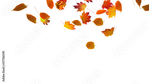 autumn colored fall leaf isolated on transparent background overlay texture © winyu