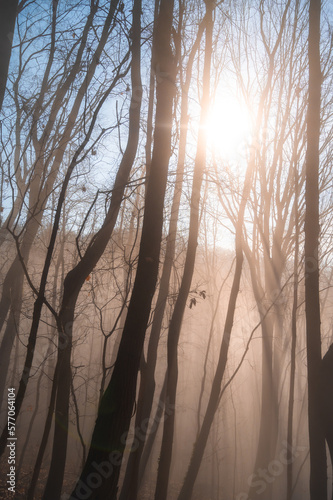 Forest of bare trees, in winter, with fog and sunlight. 