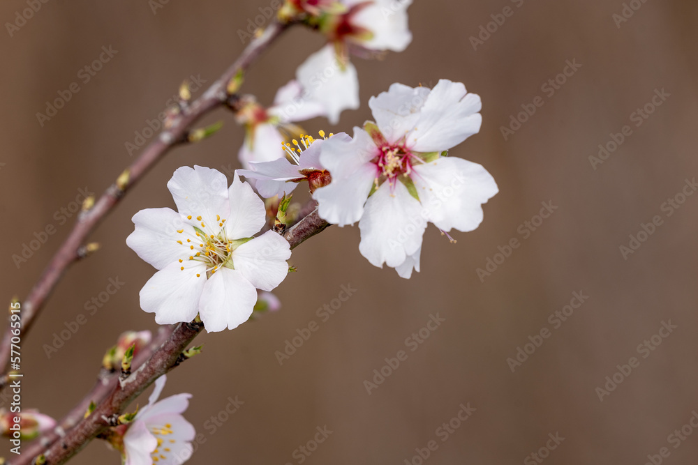 spring blossom