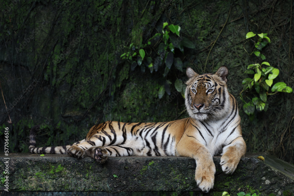 Close up Indochinese tiger is beautiful animal and dangerous in forest