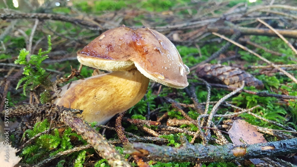 Fototapeta premium Pilz im Wald 