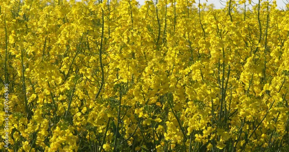 Blooming Rape field, brassica napus, Normandy in France, Real Time 4K Blooming Rape field, brassica napus, Normandy in France, Real Time 4K