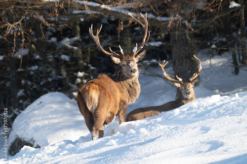 Red Deer in the snow, Glen Muick, Scotland © Niall