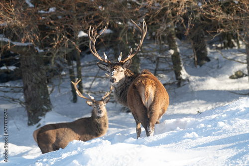 Red Deer in the snow, Glen Muick, Scotland