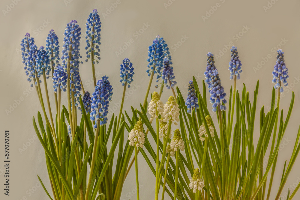 Blue and white muscari on gray background Blue and white muscari on gray background