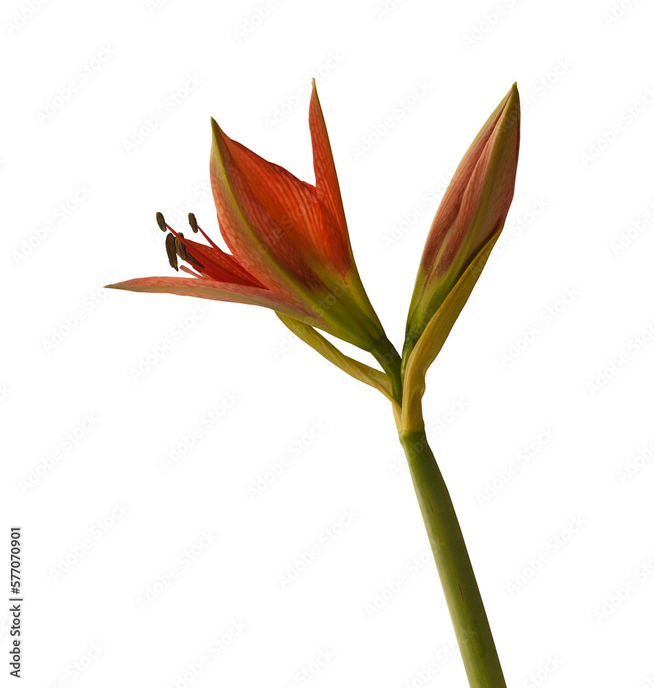Species hippeastrum (amaryllis) Aulicum on white background. Species hippeastrum (amaryllis) Aulicum on white background.