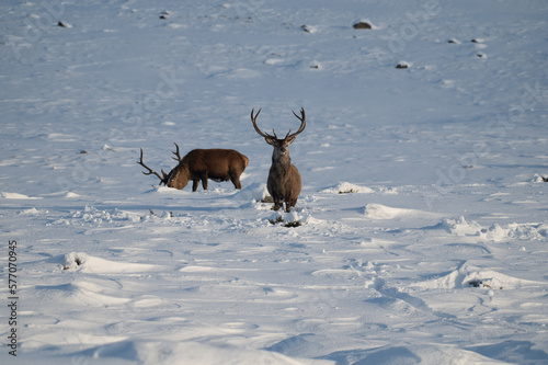 Red Deer in the snow, Glen Muick, Scotland