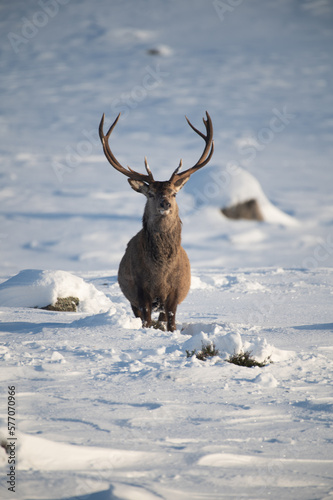 Red Deer in the snow