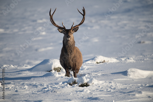 Red Deer in the snow