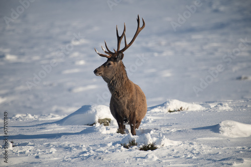 Fotobehang Red Deer in the snow
