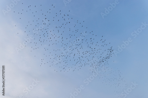 Migratory bird fly over the sky